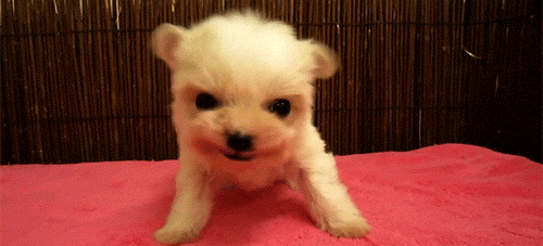 tumblr_lg608kMn7J1qzv7kno1_500