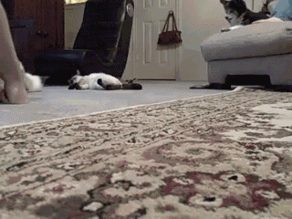 [1Au9B[3].gif]