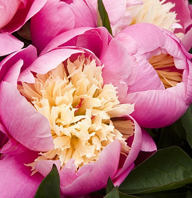 [bowl-beauty-peony-0410-l[3].jpg]
