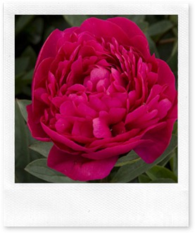 kansas-peony-0410-l