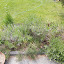 BlaineHorrocks's Herb garden