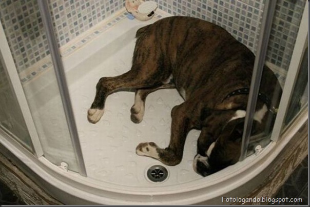 Cães no banho (9)
