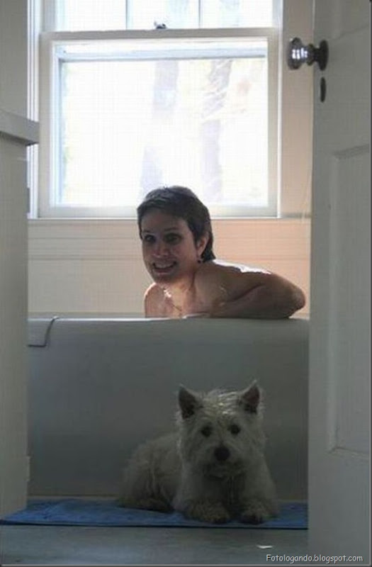Cães no banho (27)