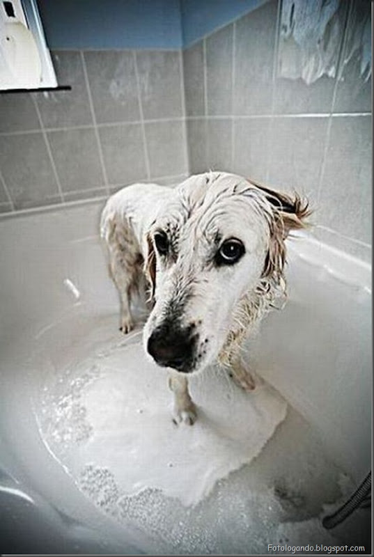 Cães no banho (26)