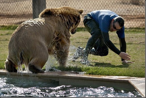 Urso brincando com treinador no zoológico
