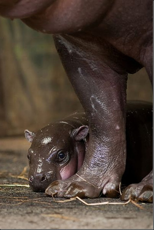 Hipopotamo pigmeu recem nascido