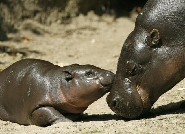 [Hipopotamo pigmeu recem nascido (11)[3].jpg]