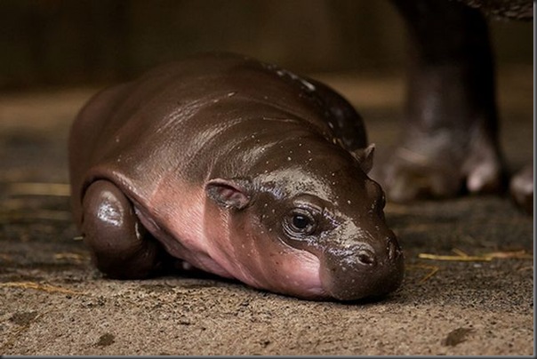 Hipopotamo pigmeu recem nascido (1)