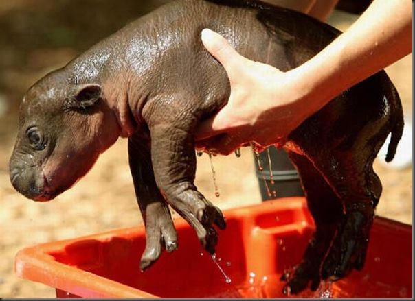 Hipopotamo pigmeu recem nascido (7)
