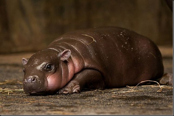 Hipopotamo pigmeu recem nascido (4)