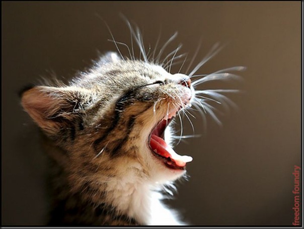 Fotos de gatinhos fofos bocejando (7)