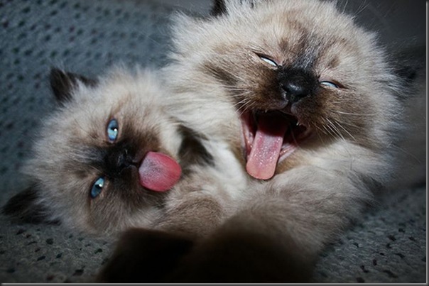 Fotos de gatinhos fofos bocejando (1)
