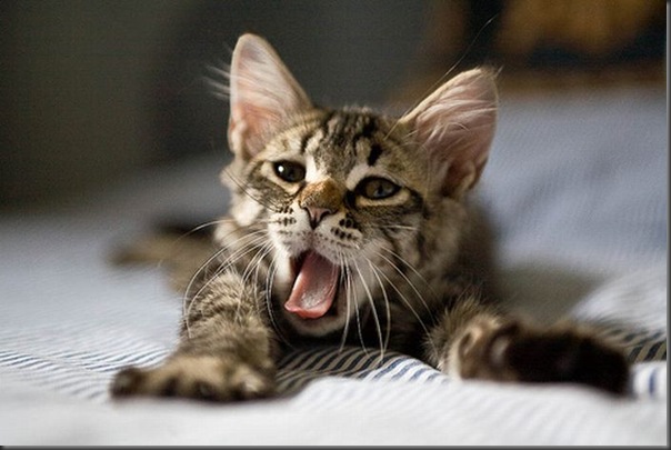 Fotos de gatinhos fofos bocejando (14)