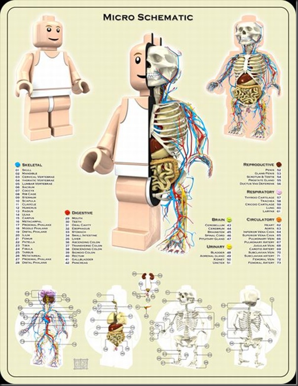 Anatomias engraçadas (8)