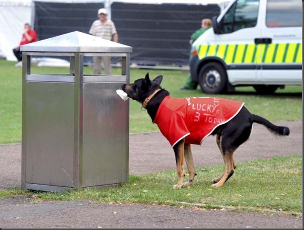 Lucky is a dog that helps clean up the streets og Gloucester by picking up litter. 



Lucky the dog putting litter in the bin at Gloucester Park



Lucky is owned and trained by William Kating 



pics Kevin Fern

25/07/10

contact William Kating 077726954299
