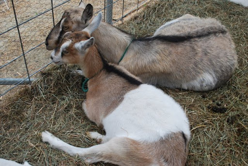 Mom and baby resting in the greenhouse