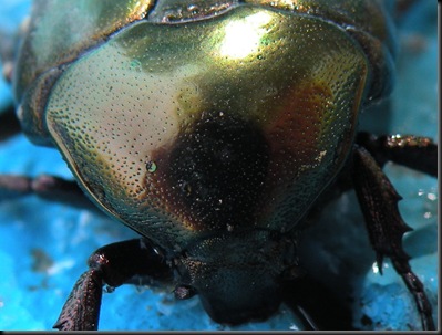 escarabajo2