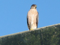 Coopers Hawk on the mirror by 13 tee IMG_1226
