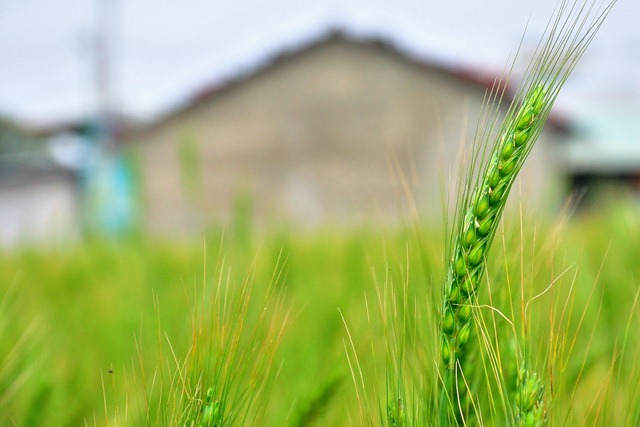 DSC_2518 DSC_2518