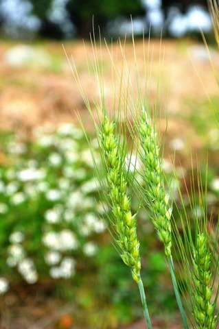 DSC_2419 DSC_2419