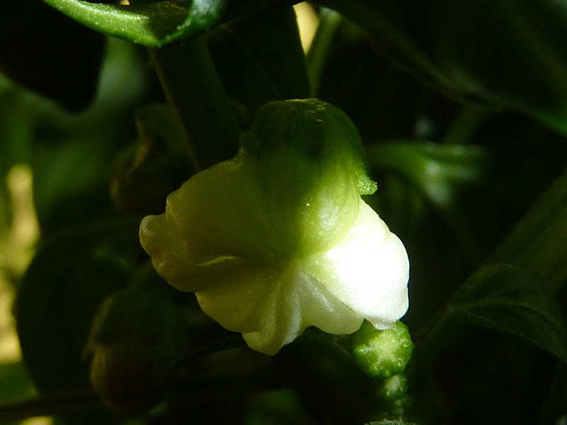 P1000937.JPG