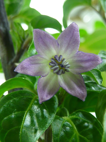 P1010134.JPG