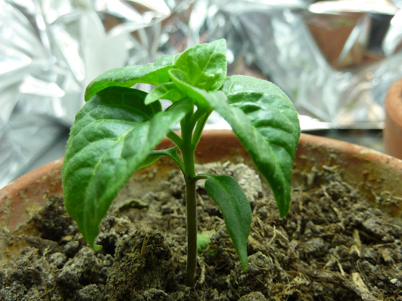 P1010193.JPG