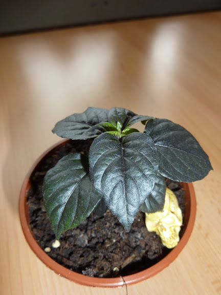 P1010161.JPG