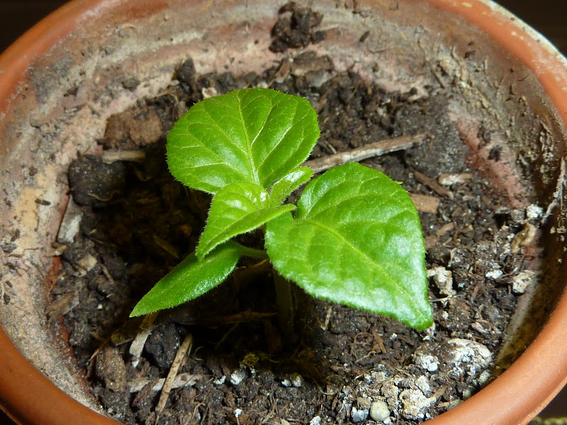 P1010460.JPG