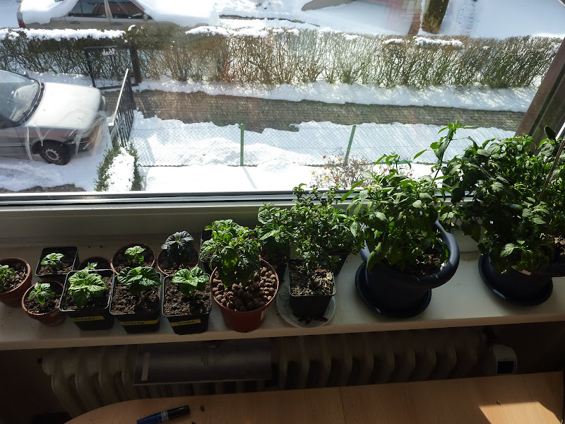 P1010564.JPG