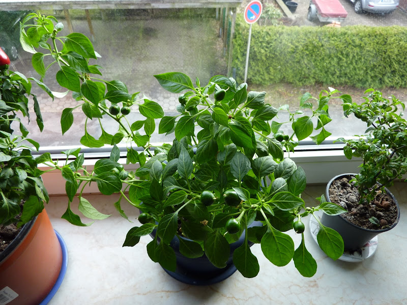 P1010643.JPG
