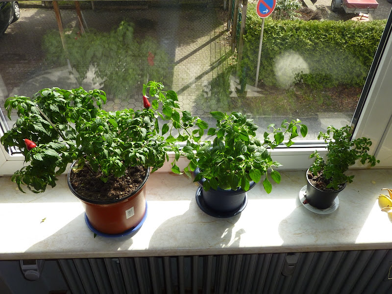 P1010668.JPG