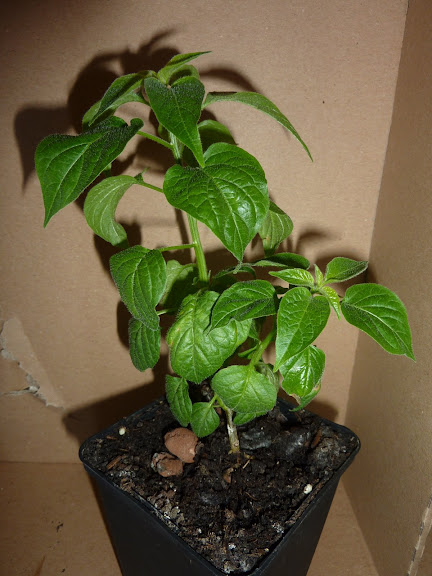 P1010735.JPG