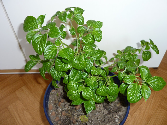 P1020049.JPG