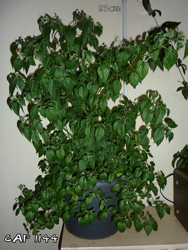 P1020915.JPG