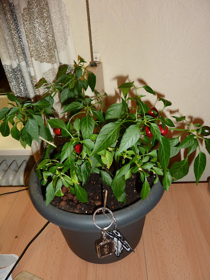 P1040776.JPG