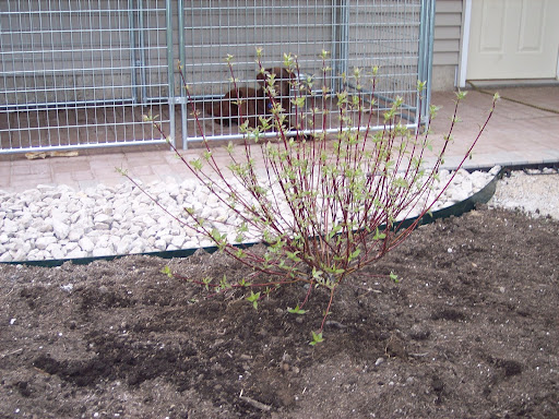 Transplant+red+twig+dogwood+bush