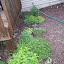 ElizaK28's Herb garden