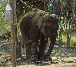 [elephant chain1[4].jpg]