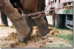 elephant1-chain2