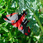 Cinnabar moth, polilla cinabrio