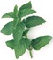 menta menta