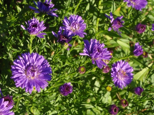 [asters[3].jpg]