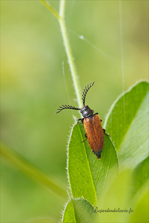 drilus flavescens mâle