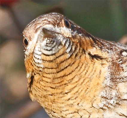 torcol fourmilier