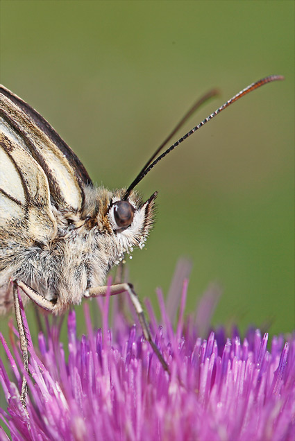 Un papillon avec 4 pattes visibles