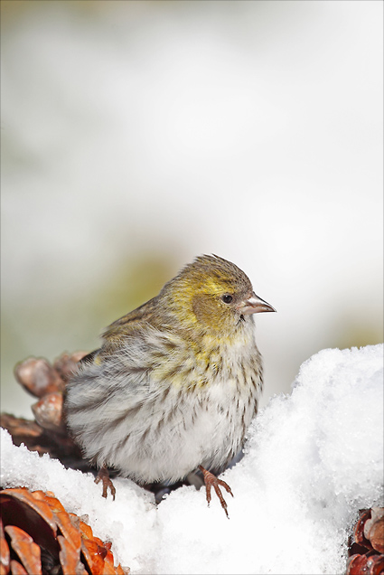 tarin des aulnes dans la neige