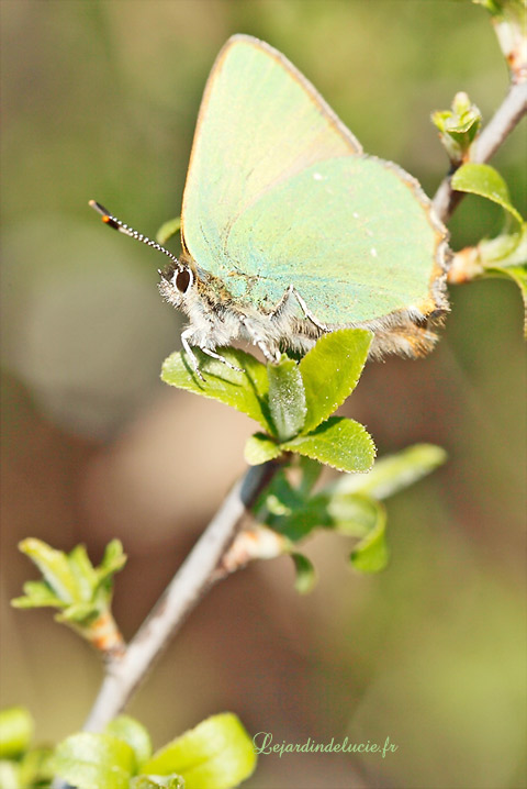 argus vert entre les feuilles vert tendre