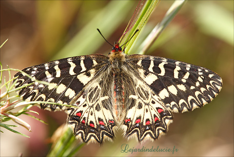 papaillon
