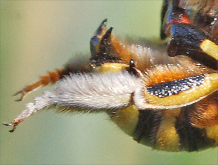 quel insecte butine la lavande